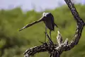 Fishing the mangroves, Lac Cai, Bonaire