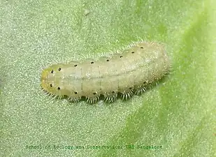 Larva