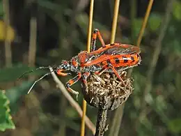 Rhynocoris iracundus