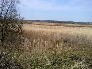 Reedbed in the townland of Kilbreckan