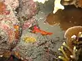 A Bright Red Shrimp in Pandan Islands.