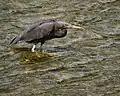 Reef heron