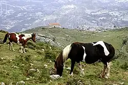 Asturcones in the Morcín landscape