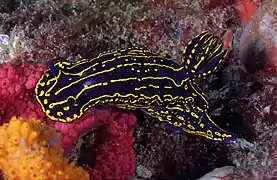 Regal sea goddess Felimare picta in the Gray's Reef National Marine Sanctuary, Savannah, Georgia