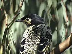 Head and back of regent honeyeater seen against a background of eucalypt foliage