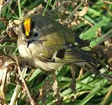 GoldcrestRegulus regulus