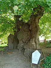 1,000-year-old lime tree