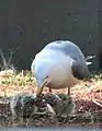 Adult regurgitating food for its chicks