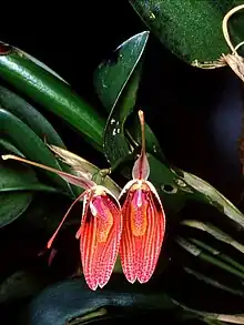 Restrepia sanguinea