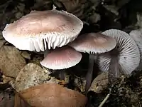 Mycena pura