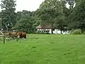 Water mill Ronkensteijn with cows