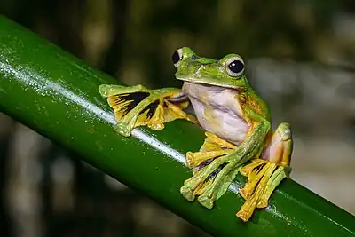 Image 3Wallace's flying frogPhotograph credit: RushenbWallace's flying frog (Rhacophorus nigropalmatus) is a moss frog found in tropical southeastern Asia. It is named after the British naturalist Alfred R. Wallace, who collected the first known specimen of the species. It lives almost exclusively in trees, and when threatened, or in search of prey, will leap from a branch and splay its four webbed feet; the membranes between its toes and the loose skin flaps on its sides catch the air as it falls, helping it to glide. This individual was photographed in Khao Sok National Park, Thailand.More selected pictures