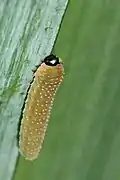 Saw-fly larva (Rhadinocera micans)