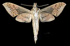 R. c. formosana, ventral view