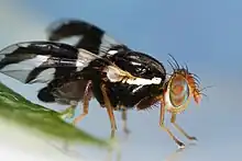 Image 32Rhagoletis pomonella, the hawthorn fly, appears to be in the process of sympatric speciation. (from Speciation)