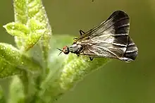 Rhamphomyia marginata