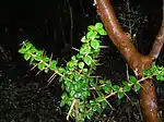 Spiny twigs of Rhaphithamnus spinosus.