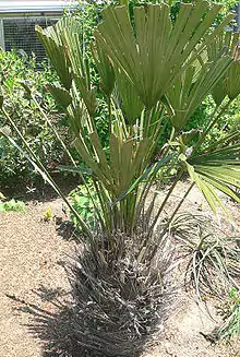 Rhapidophyllum hystrix