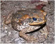 Rhinella marina