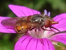 Rhingia