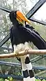 Female at Birdworld, England