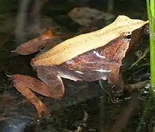 Darwin's frog (Rhinoderma darwinii)