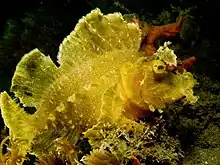 A weedy scorpionfish (Rhinopias frondosa) at Tasitolu in 2007