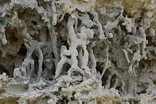 Rhizolith group revealed after wind erosion 3, Late Galasian Limestone ~1.5 MA, Rio Lagartos, Yucatán Peninsula