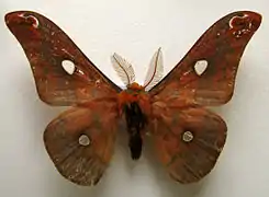 R. fugax diana male