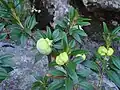 Leaf galls on Rhododendron ferrugineum