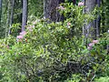 Rhododendrons blooming against a forest backdrop