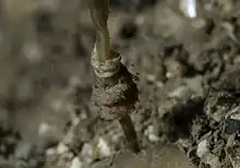 "Rhopalomenia aglaopheniae" found at Firth of Lorn, Scotland