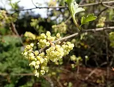 Pistillate inflorescence