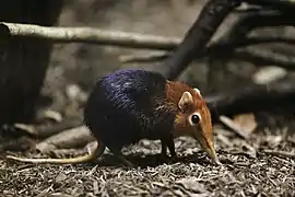 Elephant shrew