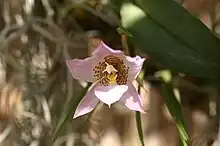 Rhynchostele cervantesii ssp. membranacea an endemic orchid in Oaxaca