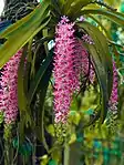 Flowers of Rhynchostylis retusa