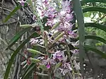 New fruits of Rhynchostylis retusa