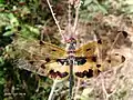 Rhyothemis variegata  at Kottayam, Kerala