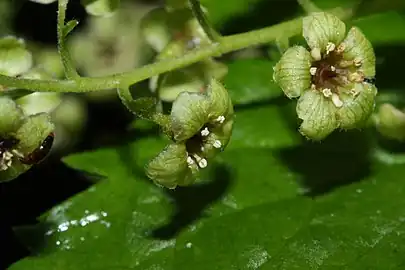 Close-up of flowers