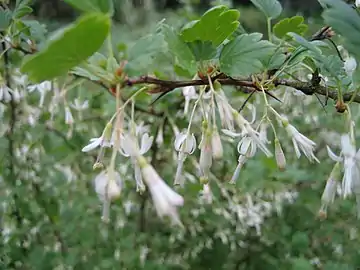 White flowers