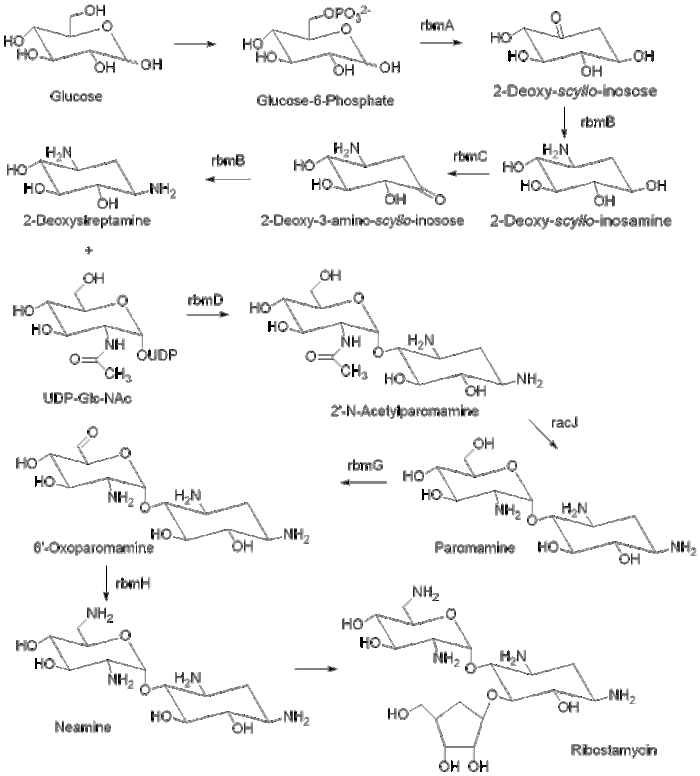 Biosynthetic patway for ribostamycin