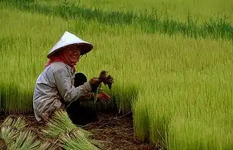 A rice field with a farmer kneeling, picking rice plantlets