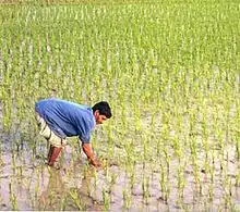 A farmer working in a rice paddy