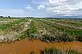 Rice fields; ditches are still visible