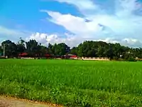 Rice Field in San Jose, San Luis