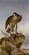 Falcon with a Ptarmigan