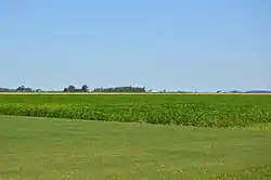 Soybean field on SR 65