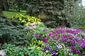 Petunias and hosta under blue spruce and Douglas Fir in Senator Patrick Burns rock garden.