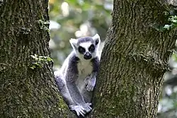 Ring-tailed lemur in the former zoo