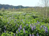 Rio de Los Angeles State Park lupines